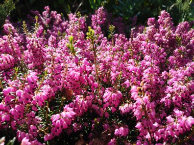 Baharın narin çiçekleri ve yaprakları 