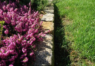 Baharın narin çiçekleri ve yaprakları 