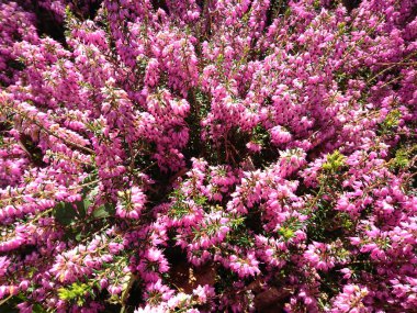 Baharın narin çiçekleri ve yaprakları 