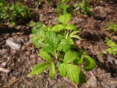 Baharın narin çiçekleri ve yaprakları 