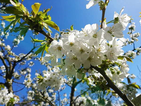 Fleurs Feuilles Délicates Printemps — Photo