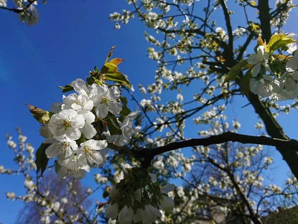 Delicate Flowers Leaves Spring — Stock Photo, Image