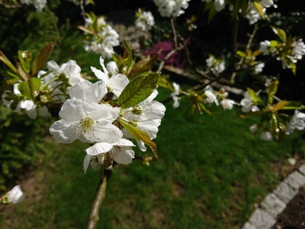 Fiori Delicati Foglie Primavera — Foto Stock