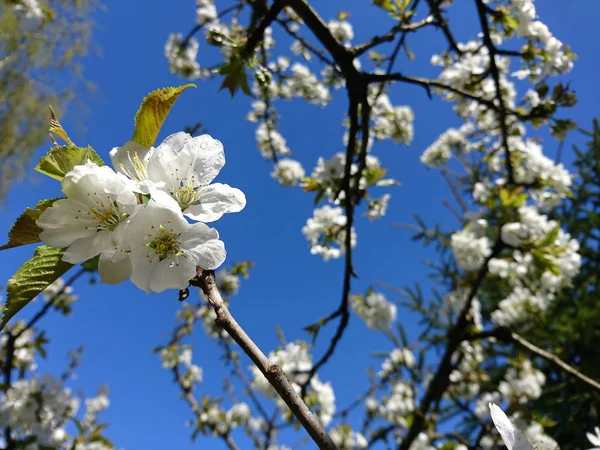 Delikata Blommor Och Blad Våren — Stockfoto