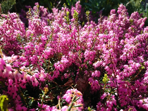 Delicate Flowers Leaves Spring — Stock Photo, Image