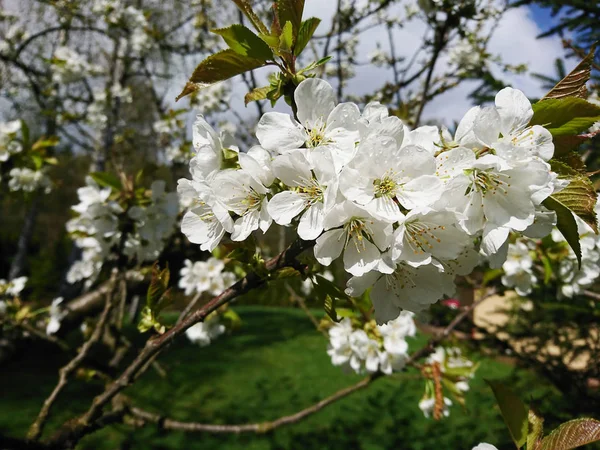 Delikata Blommor Och Blad Våren — Stockfoto