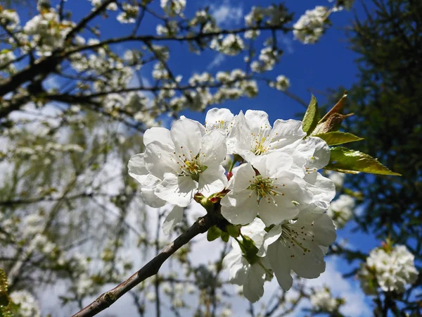 Delikata Blommor Och Blad Våren — Stockfoto