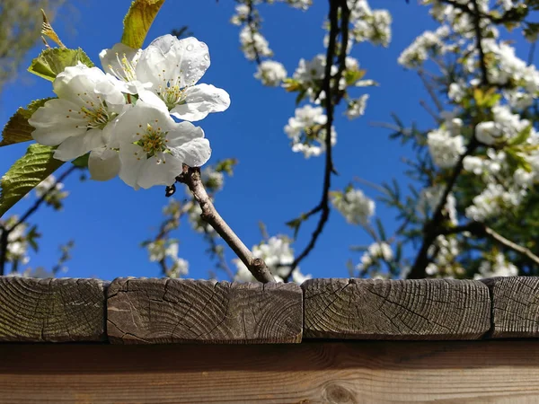 Delikata Blommor Och Blad Våren — Stockfoto