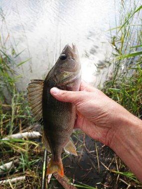 Orta Avrupa 'da tatlı su balıkları tünek, turna balığı, sazan, çipura ve hamamböcekleridir. 