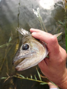 Orta Avrupa 'da tatlı su balıkları tünek, turna balığı, sazan, çipura ve hamamböcekleridir. 