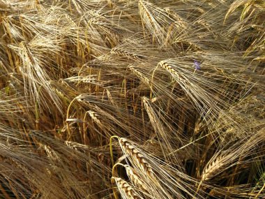 olgunlaşmış tahıl tarlaları, tahılların kırsal alanları 