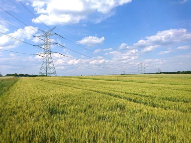 olgunlaşmış tahıl tarlaları, tahılların kırsal alanları 