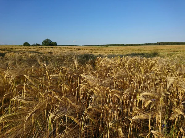 Ripened Grain Fields Rural Fields Cereals — Stock Photo, Image