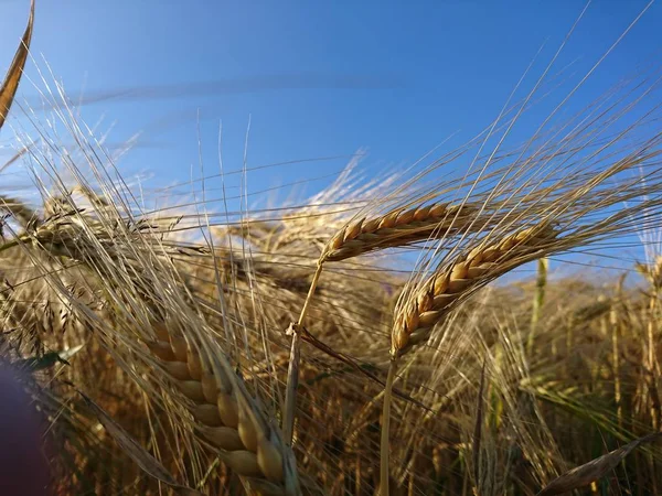 Ripened Grain Fields Rural Fields Cereals — Stock Photo, Image