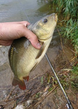 Orta Avrupa 'da tatlı su balıkları tünek, turna balığı, sazan, çipura ve hamamböcekleridir. 