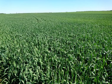 olgunlaşmış tahıl tarlaları, tahılların kırsal alanları 