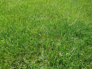 güzel ve ekolojik yeşil arka plan bitkiler, bir duvar kağıdı kadar harika 