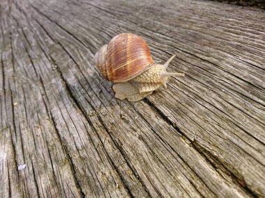 Üzüm salyangozu, salyangoz üretimi 