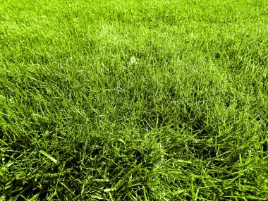 Yeşil çimen, golf sahası, çimenli bir halı.