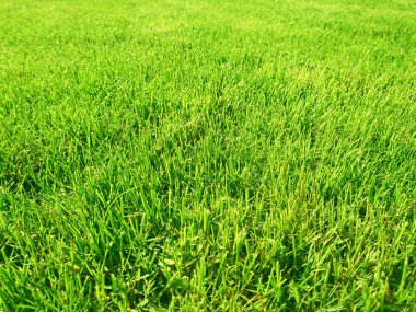 Yeşil çimen, golf sahası, çimenli bir halı.