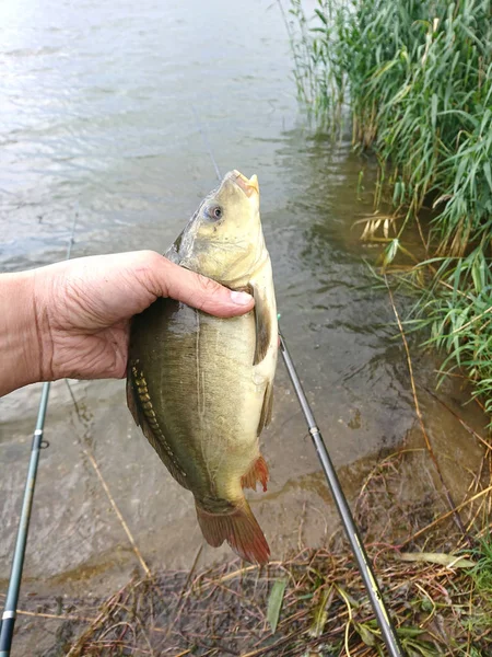 Freshwater Fish Central Europe Perch Pike Carp Bream Roach — Stock Photo, Image