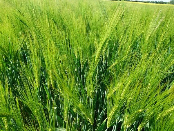 Ripened Grain Fields Rural Fields Cereals — Stock Photo, Image