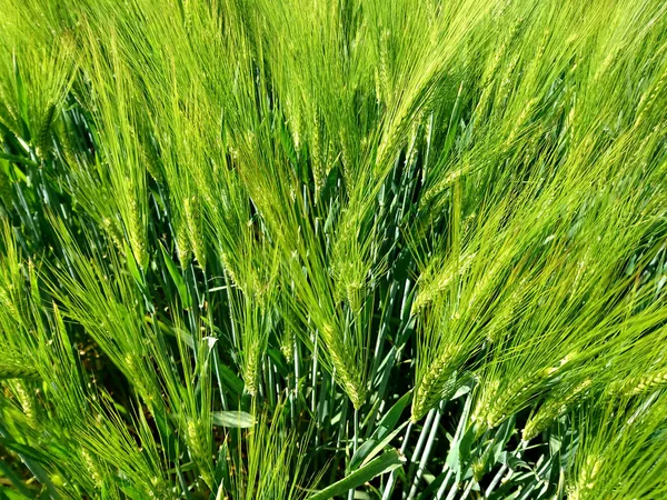 Ripened Grain Fields Rural Fields Cereals — Stock Photo, Image