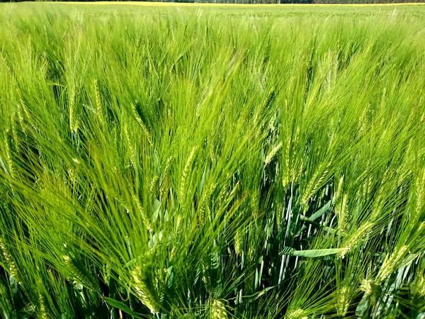 곡물밭 곡물의 — 스톡 사진