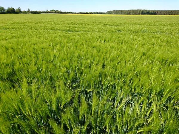 Ripened Grain Fields Rural Fields Cereals — Stock Photo, Image