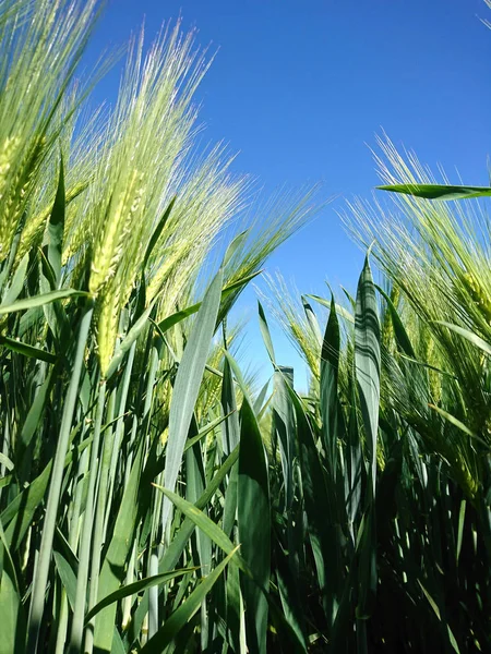 Ripened Grain Fields Rural Fields Cereals — Stock Photo, Image