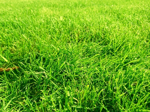 Grünes Gras Golfplatz Ein Rasenteppich — Stockfoto