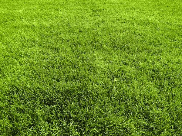 Grünes Gras Golfplatz Ein Rasenteppich — Stockfoto