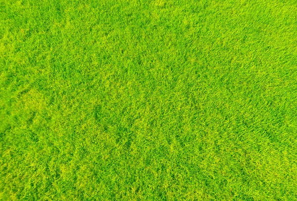 Hierba Verde Campo Golf Una Alfombra Cubierta Hierba —  Fotos de Stock