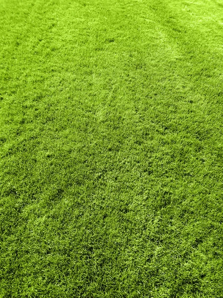 Grünes Gras Golfplatz Ein Rasenteppich — Stockfoto