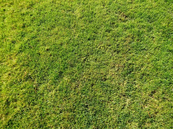 Grünes Gras Golfplatz Ein Rasenteppich — Stockfoto