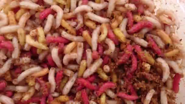 Vermes Vermes Coloridos Larvas Mosca — Vídeo de Stock