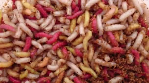 Worms Coloured Worms Fly Larvae — Stock Video