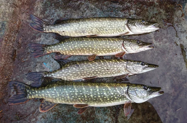 Photograph Water Predator Which Pike — Stock Photo, Image