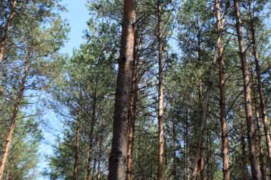 Yosun halısı olan ağaçlarla dolu bir orman.
