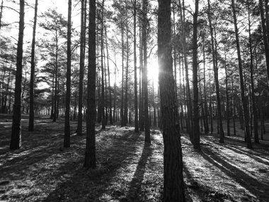 Yosun halısı olan ağaçlarla dolu bir orman.