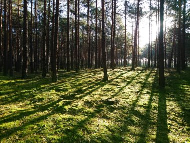 Yosun halısı olan ağaçlarla dolu bir orman.