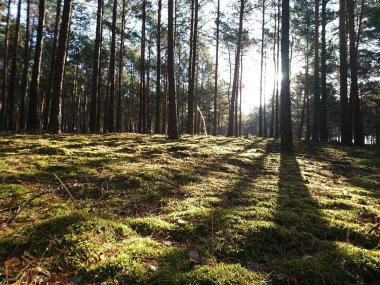 Yosun halısı olan ağaçlarla dolu bir orman.