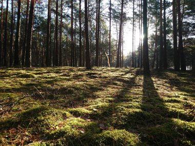 Yosun halısı olan ağaçlarla dolu bir orman.
