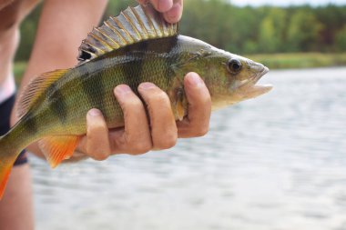Bir balıkçı tarafından gölde yakalanan bir balık.