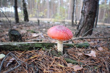 Güzel yosunlarda yetişen ölümcül mantarlar.