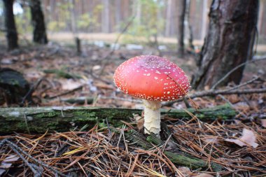 Güzel yosunlarda yetişen ölümcül mantarlar.