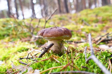 Güzel yosunlarda yetişen sonbahar mantarları.
