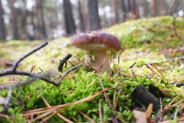 Güzel yosunlarda yetişen sonbahar mantarları.