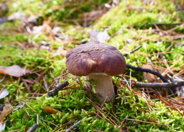 Güzel yosunlarda yetişen sonbahar mantarları.