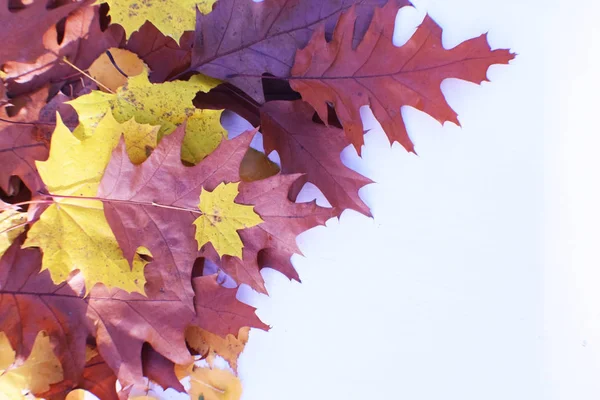 nice graphic background with autumn leaves